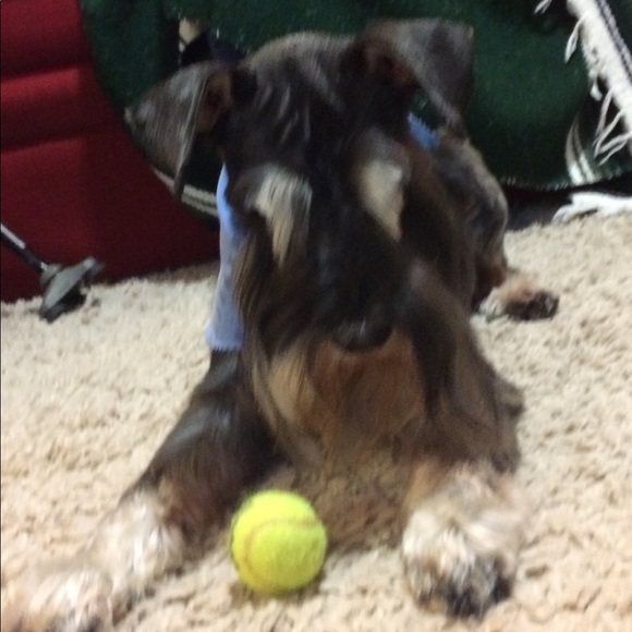 Meet your Posher, Angie - Picture 1 of 1